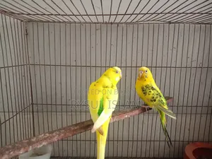 Budgerigar Bird Running Pair