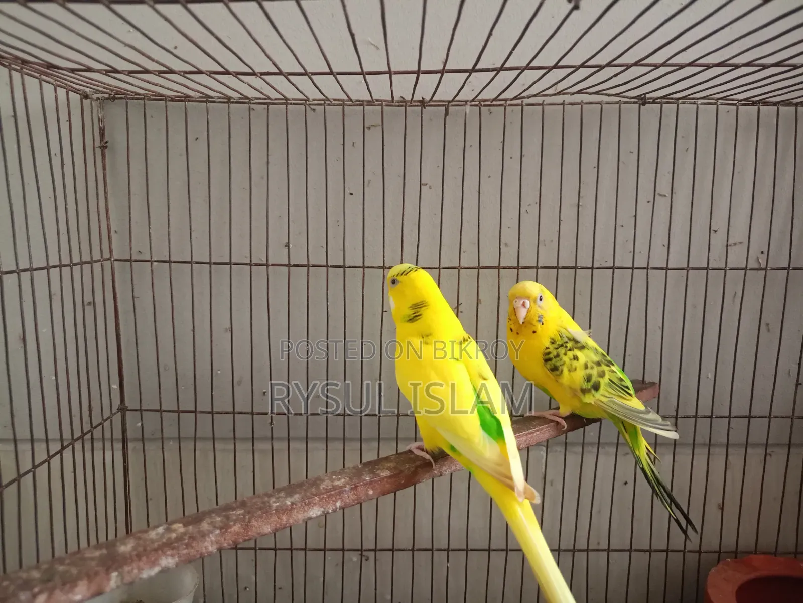 Budgerigar Bird Running Pair