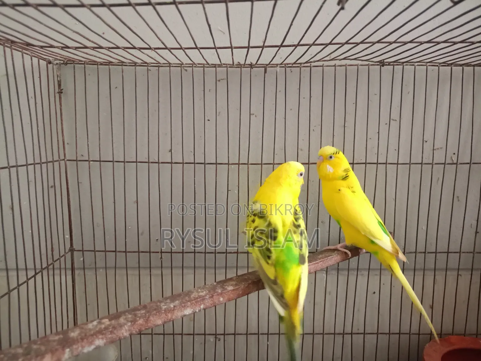 Budgerigar Bird Running Pair