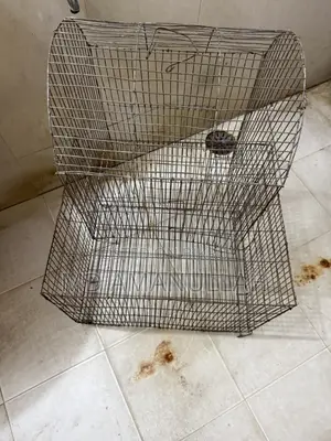 Bird and pigeon cage