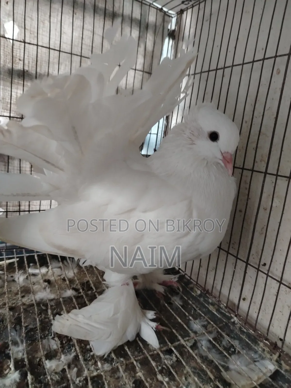 Lakkha Pigeon