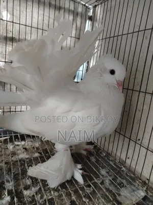 Lakkha Pigeon
