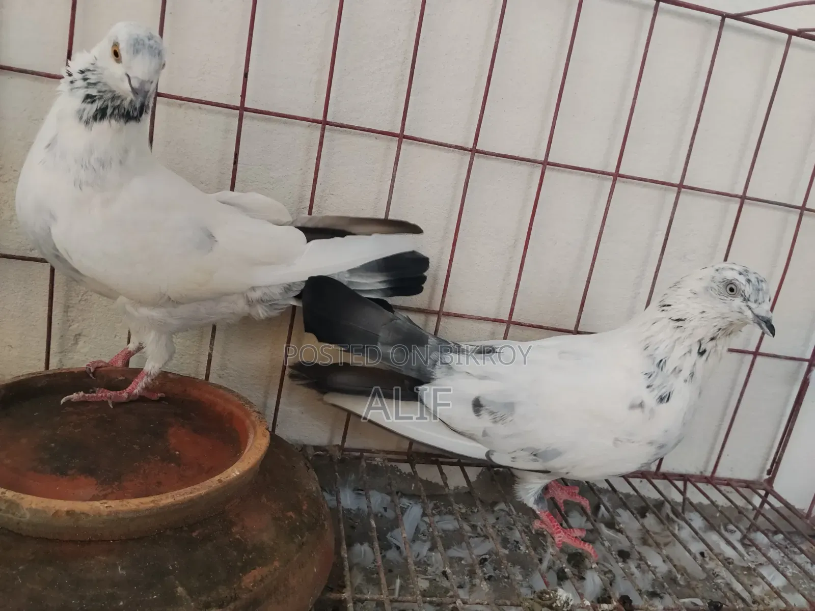 High Flyer Pigeon.