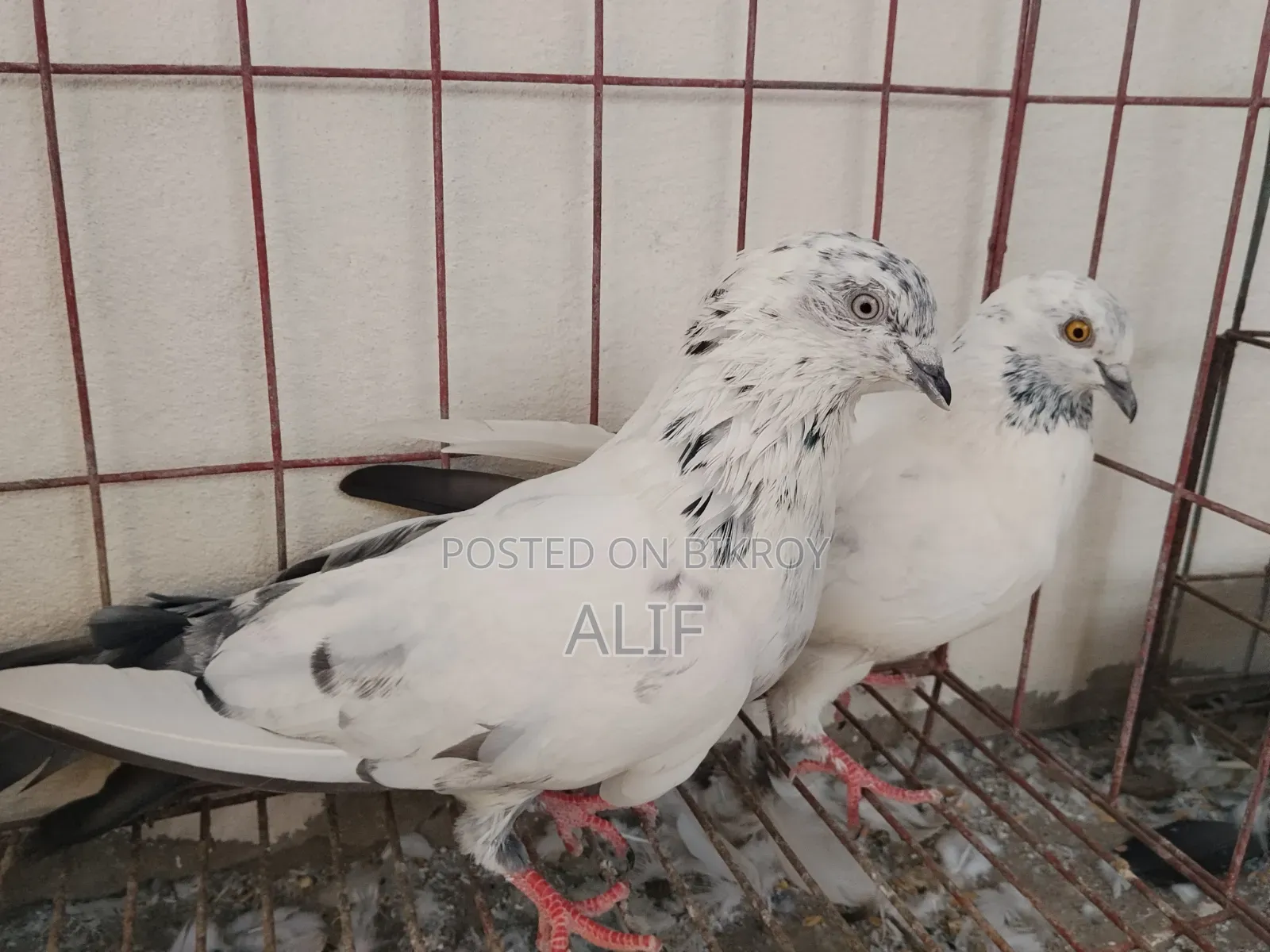 High Flyer Pigeon.
