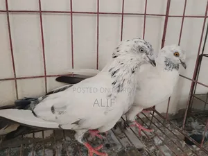 High Flyer Pigeon.
