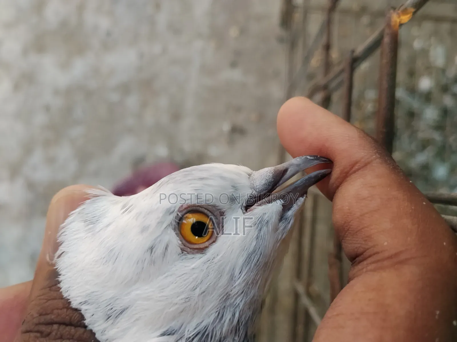 High Flyer Pigeon.