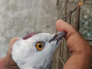 High Flyer Pigeon.