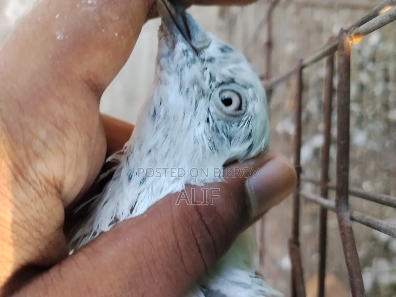 High Flyer Pigeon.