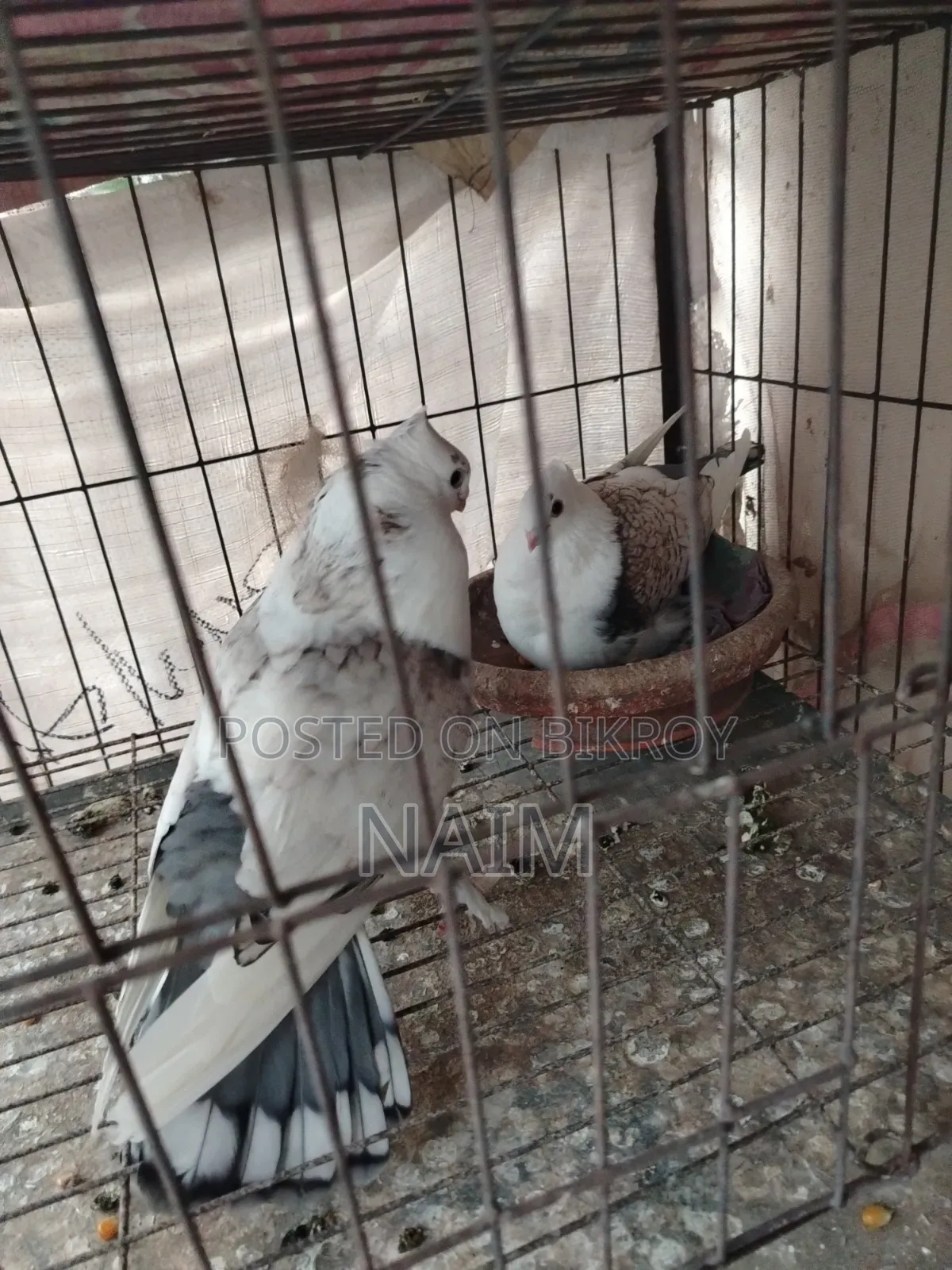 Sating Running Pair with 1 Chick