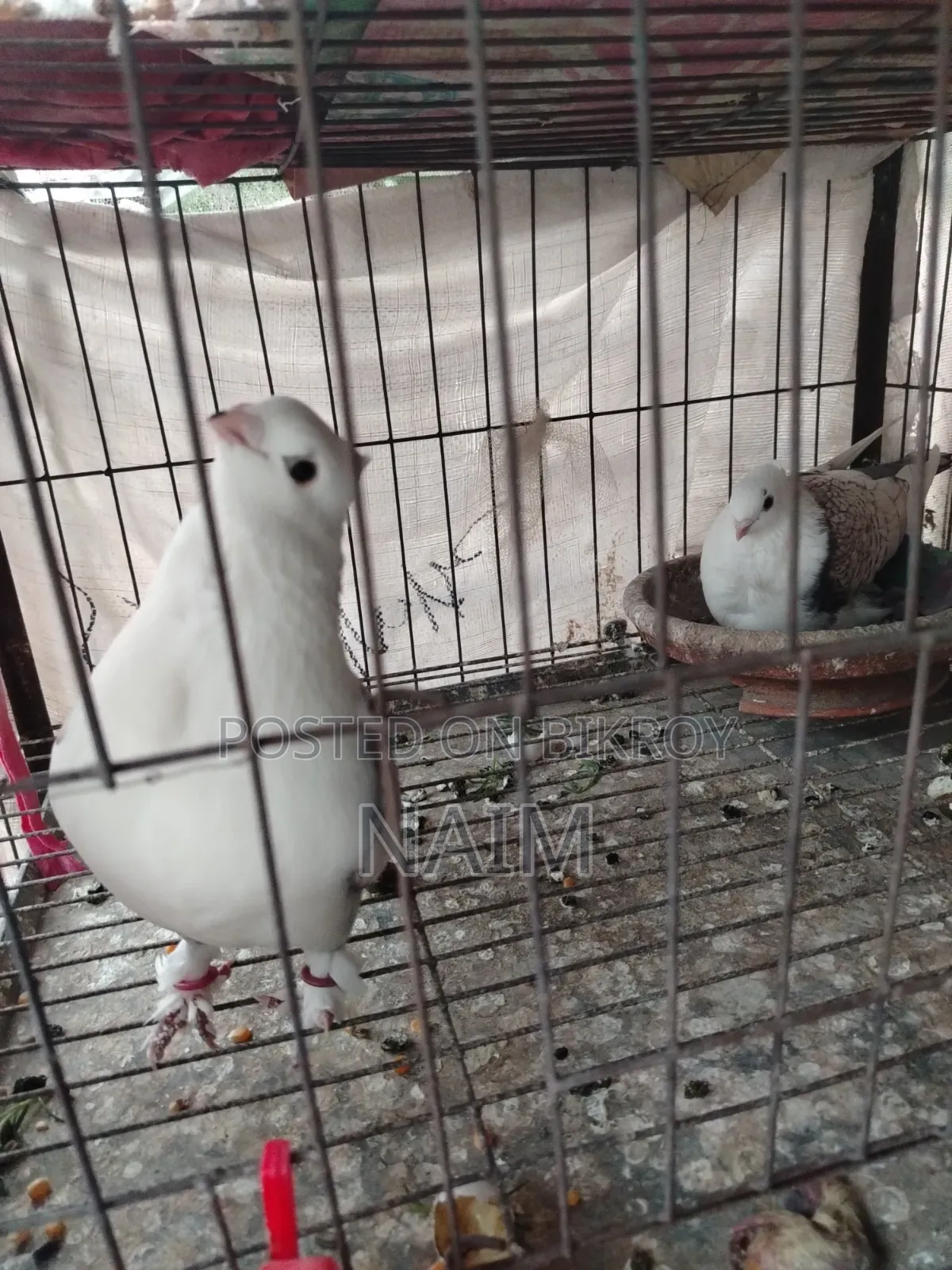Sating Running Pair with 1 Chick