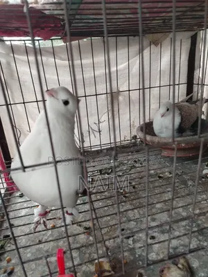 Sating Running Pair with 1 Chick