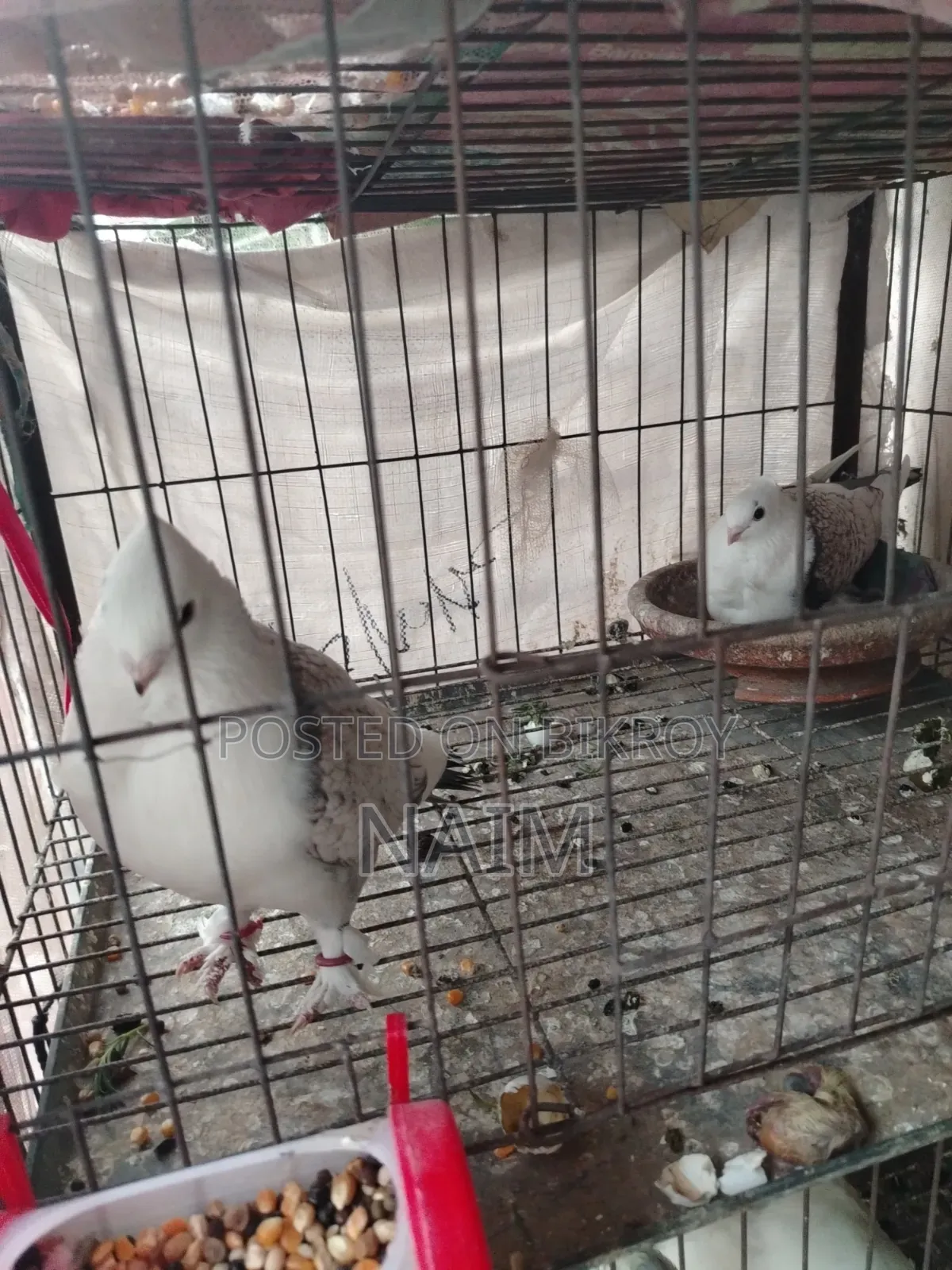 Sating Running Pair with 1 Chick