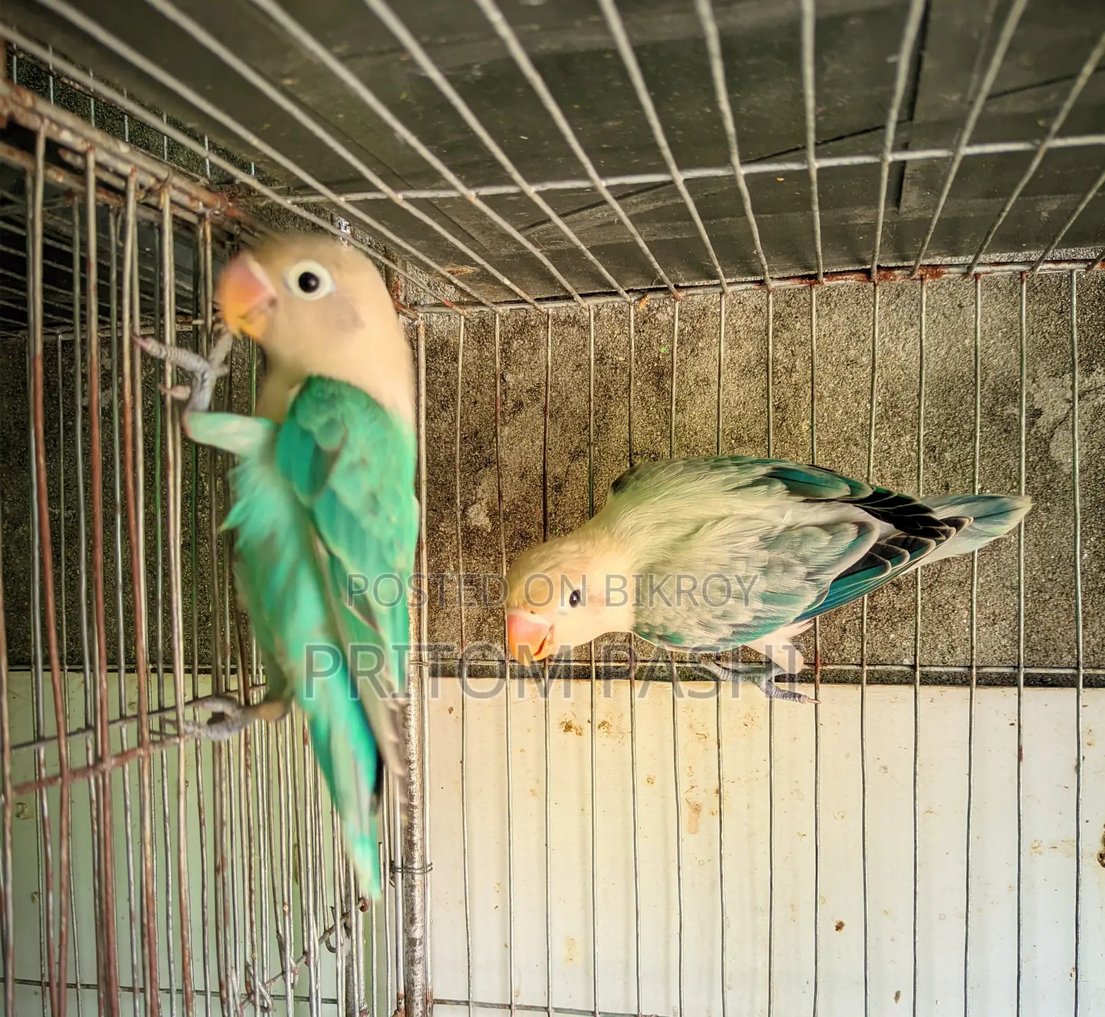 Love Birds