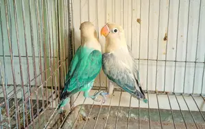 Love Birds