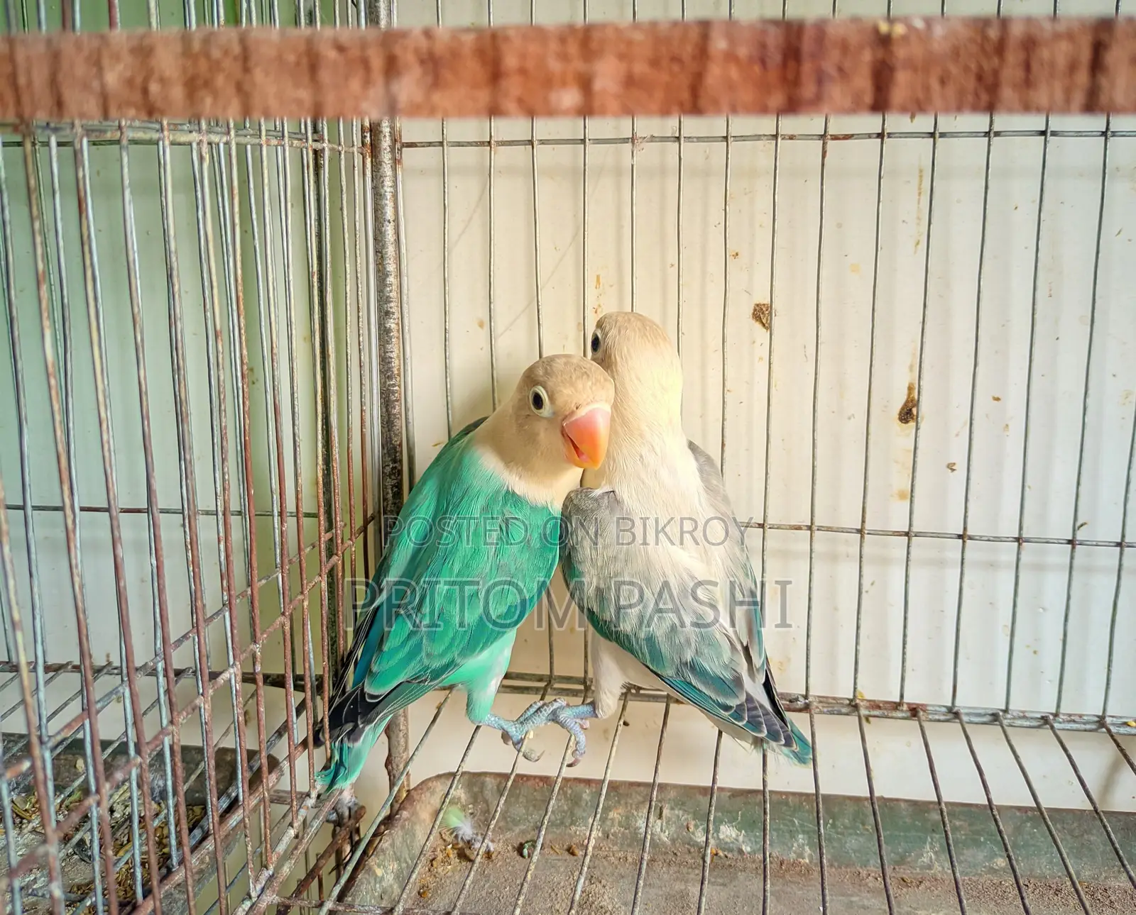 Love Birds