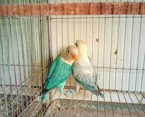 Love Birds