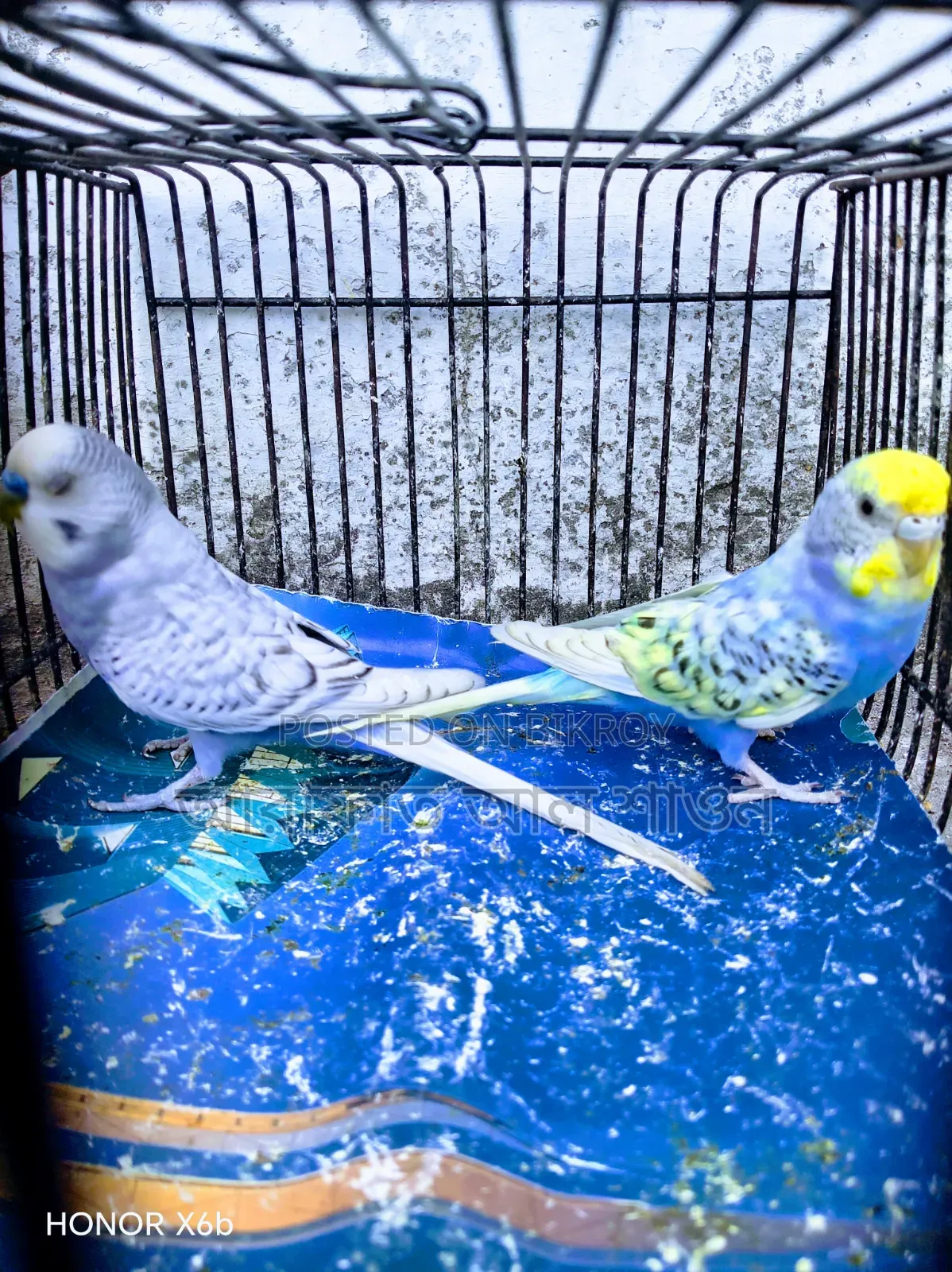 A pair of running Spangle budgie birds will be sold.