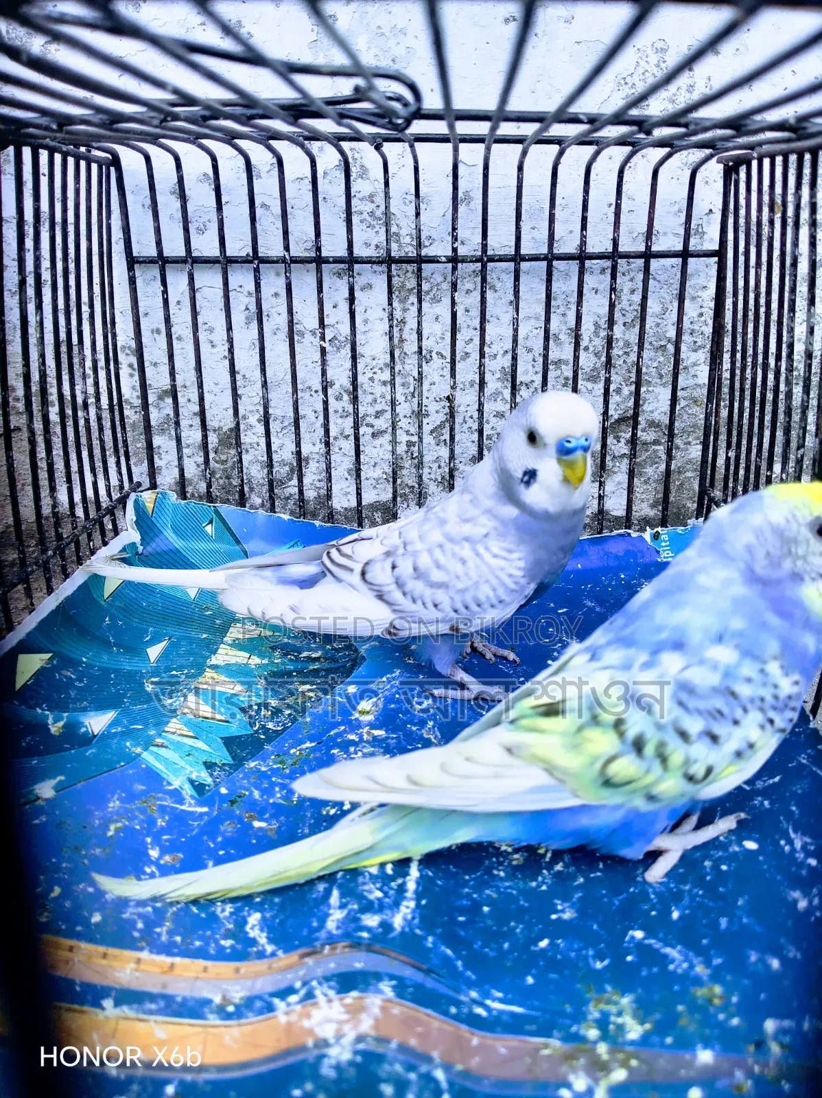A pair of running Spangle budgie birds will be sold.