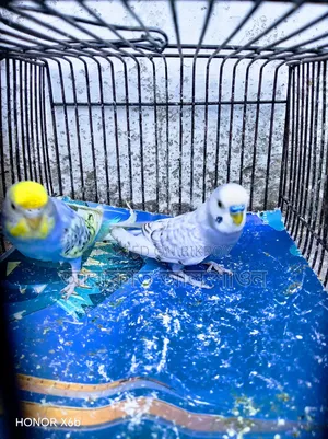 A pair of running Spangle budgie birds will be sold.