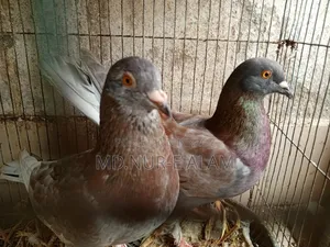 কবুতর বিক্রি