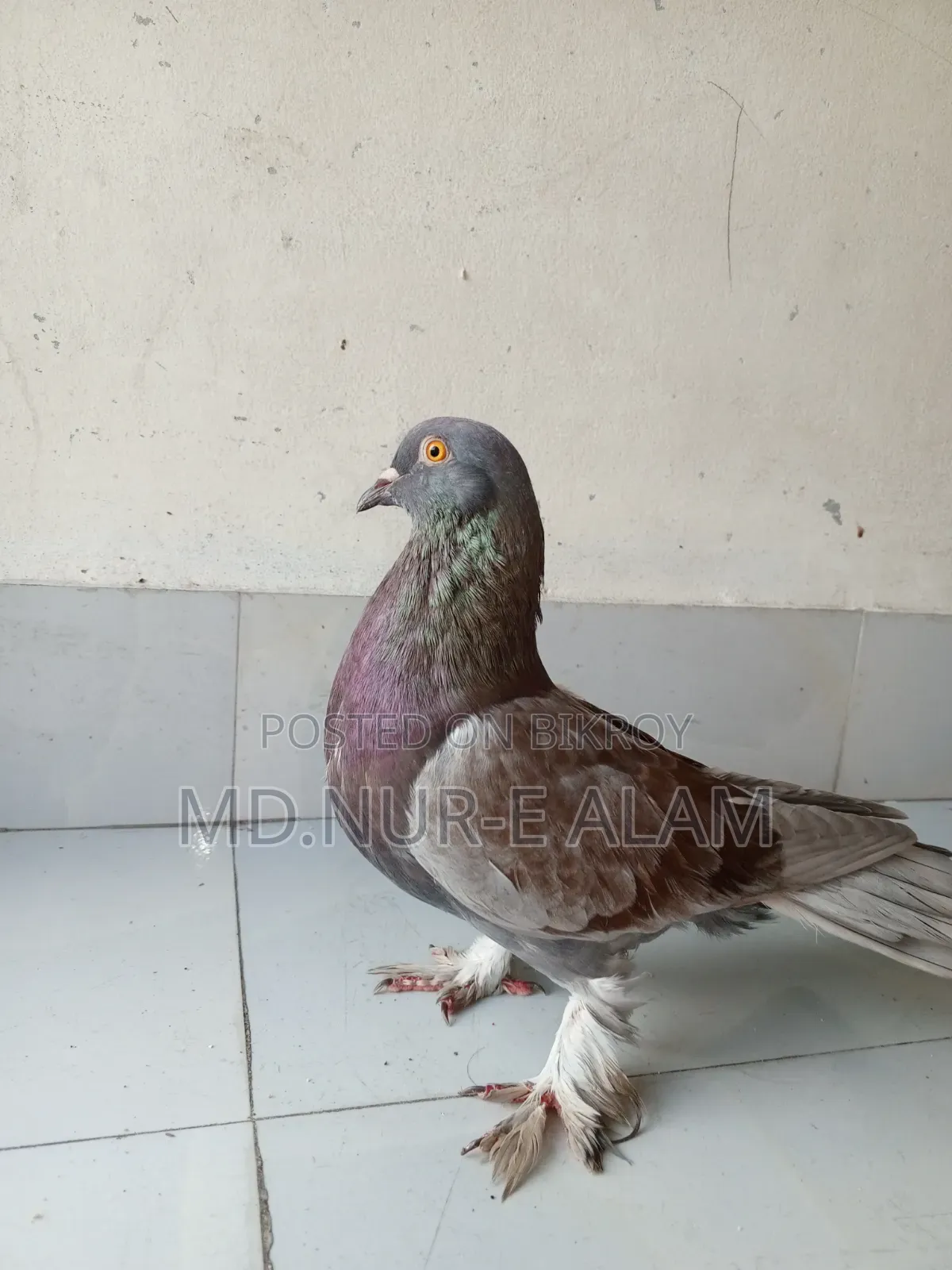 কবুতর বিক্রি