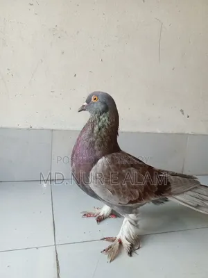 কবুতর বিক্রি