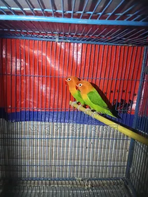 Lovebirds birds