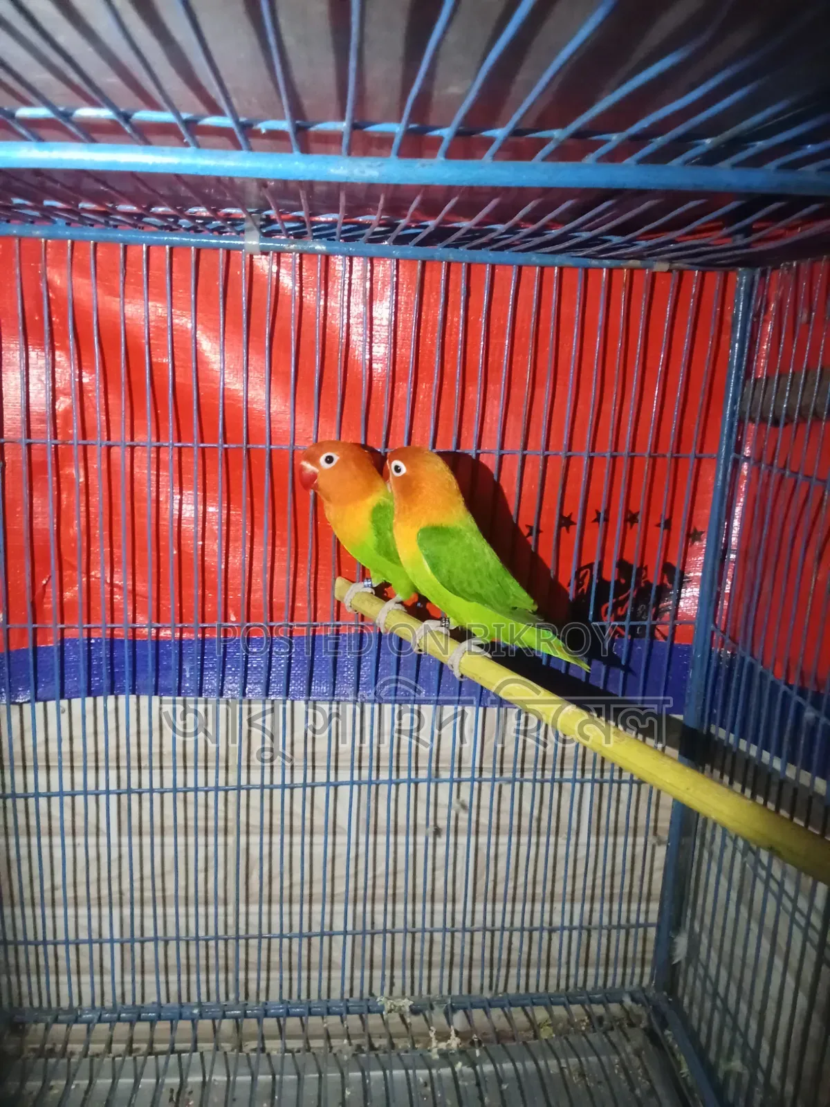 Lovebirds birds