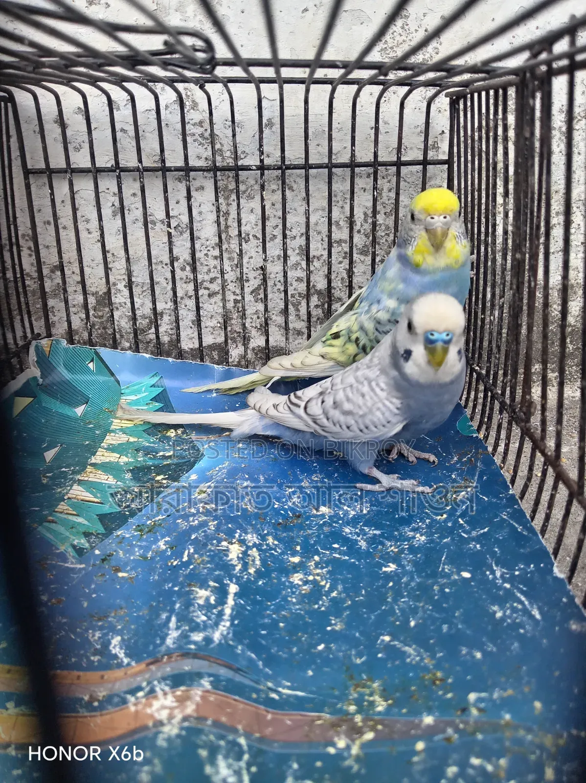 A pair of running Spangle budgie birds will be sold.