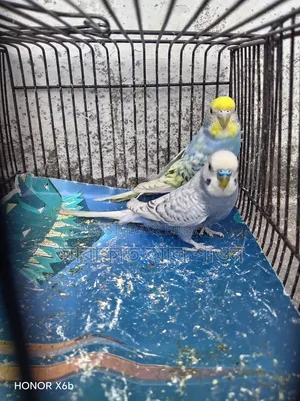 A pair of running Spangle budgie birds will be sold.