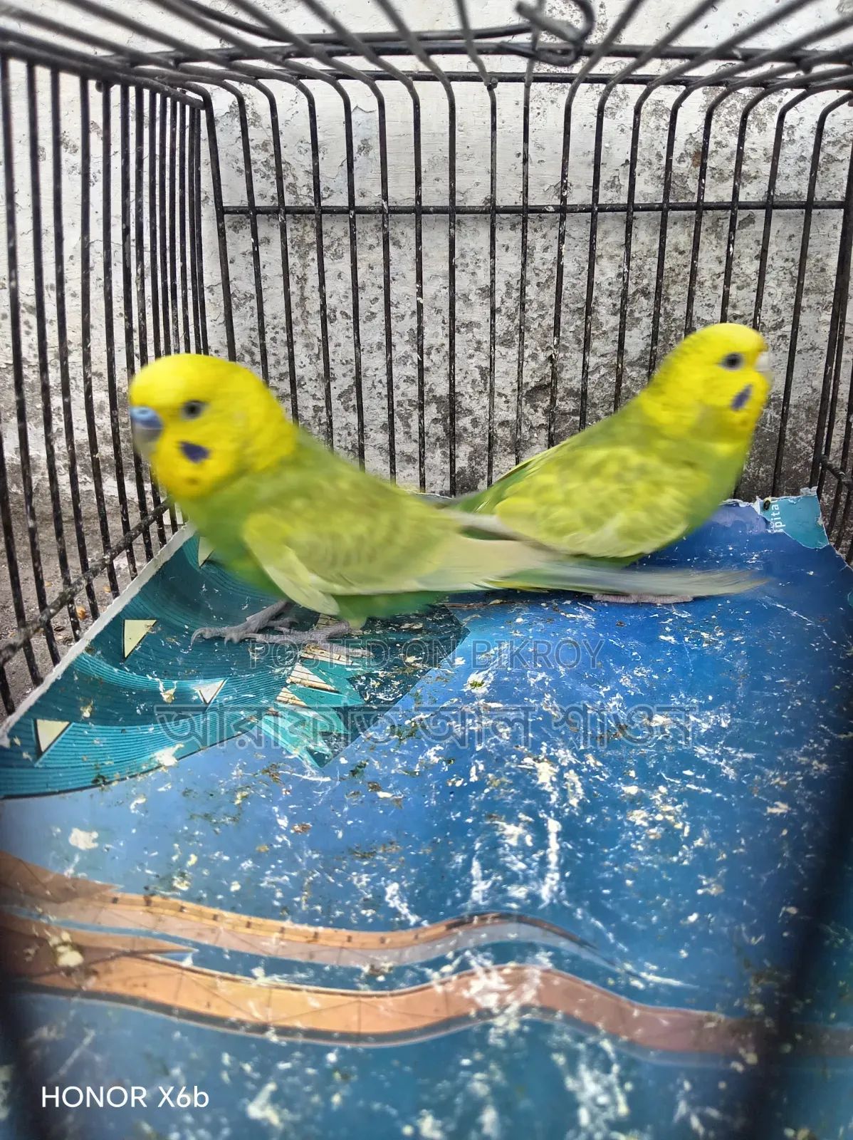 A pair of breeding Budgerigar birds for sale