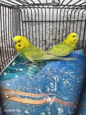 A pair of breeding Budgerigar birds for sale