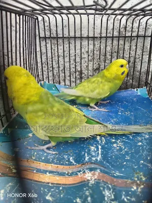 A pair of breeding Budgerigar birds for sale