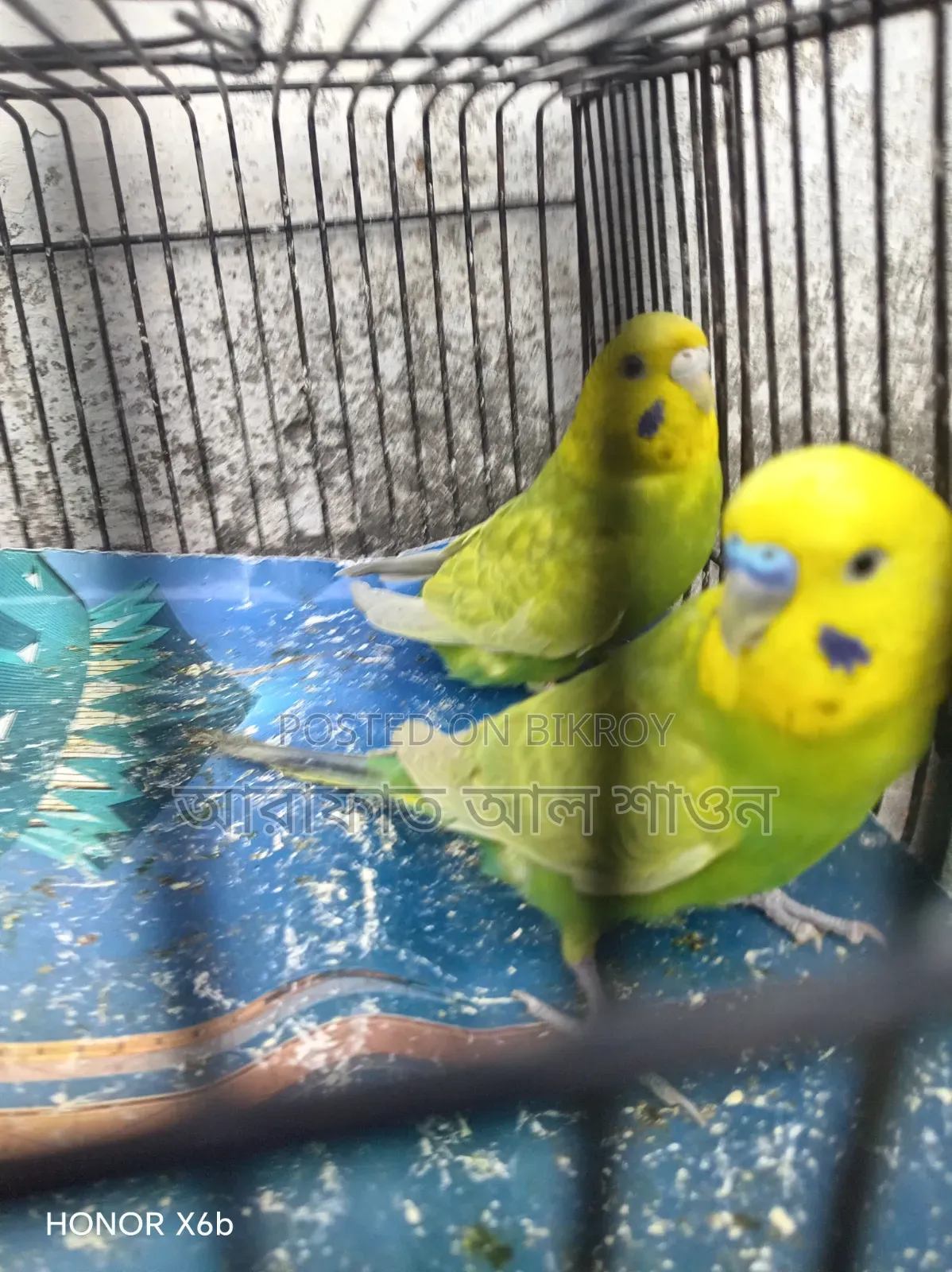 A pair of breeding Budgerigar birds for sale
