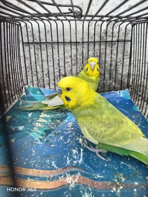 A pair of breeding Budgerigar birds for sale