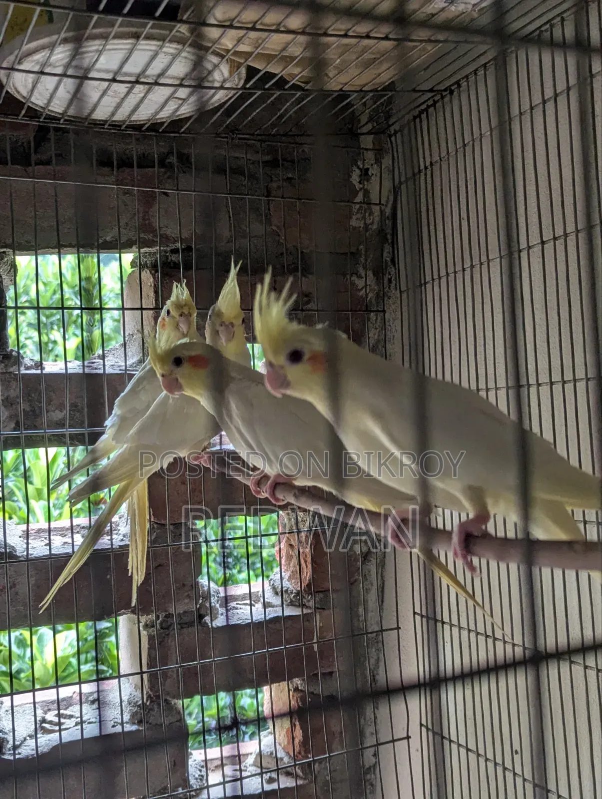 Beautiful Cockatiel birds, completely healthy and active