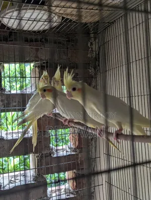 Beautiful Cockatiel birds, completely healthy and active
