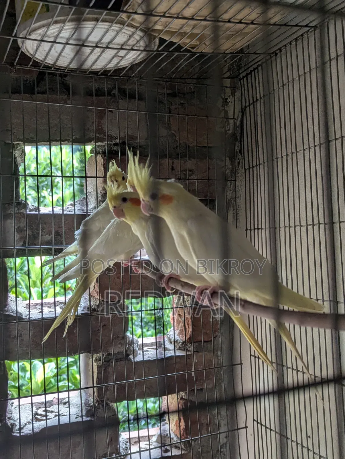 Beautiful Cockatiel birds, completely healthy and active