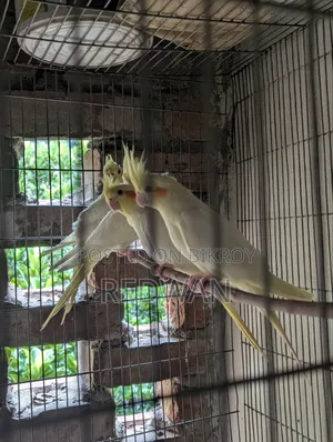Beautiful Cockatiel birds, completely healthy and active