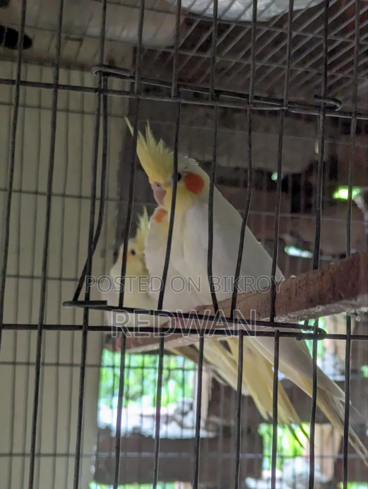 Beautiful Cockatiel birds, completely healthy and active
