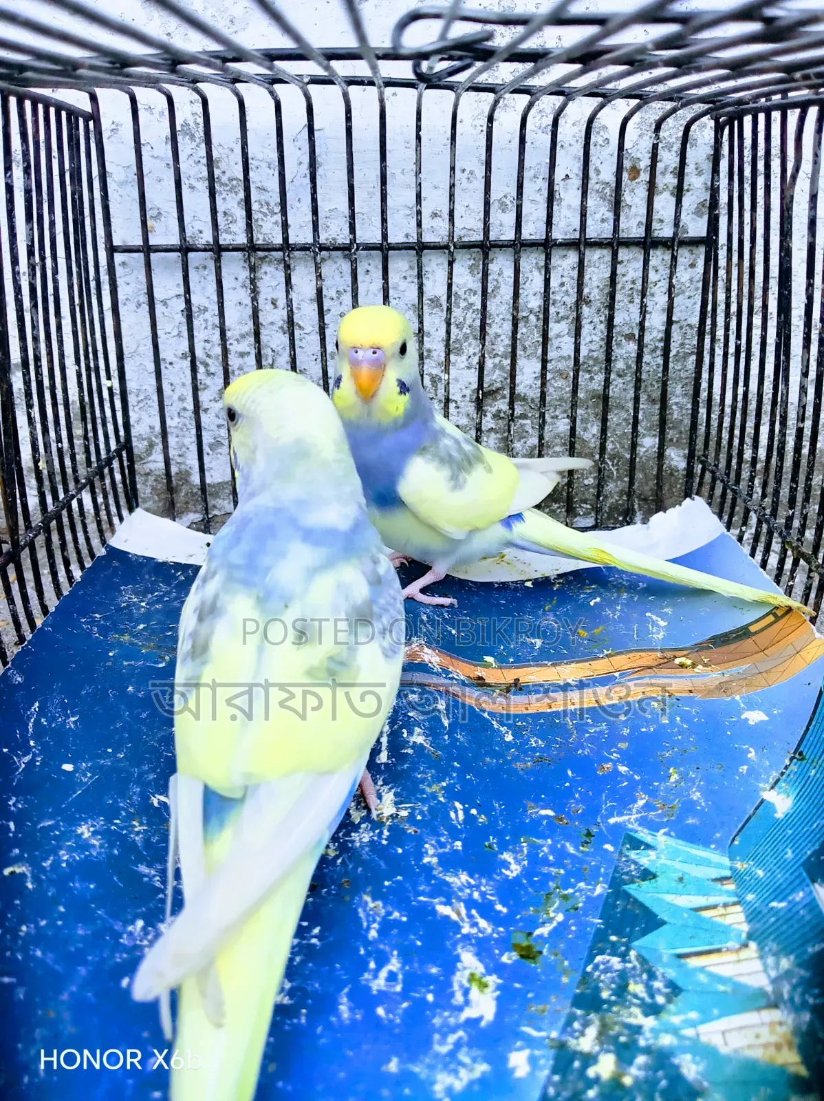 Some pied Budgerigar birds for sale.