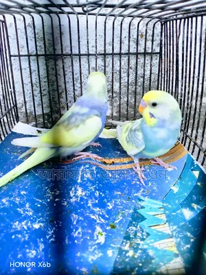 Some pied Budgerigar birds for sale.