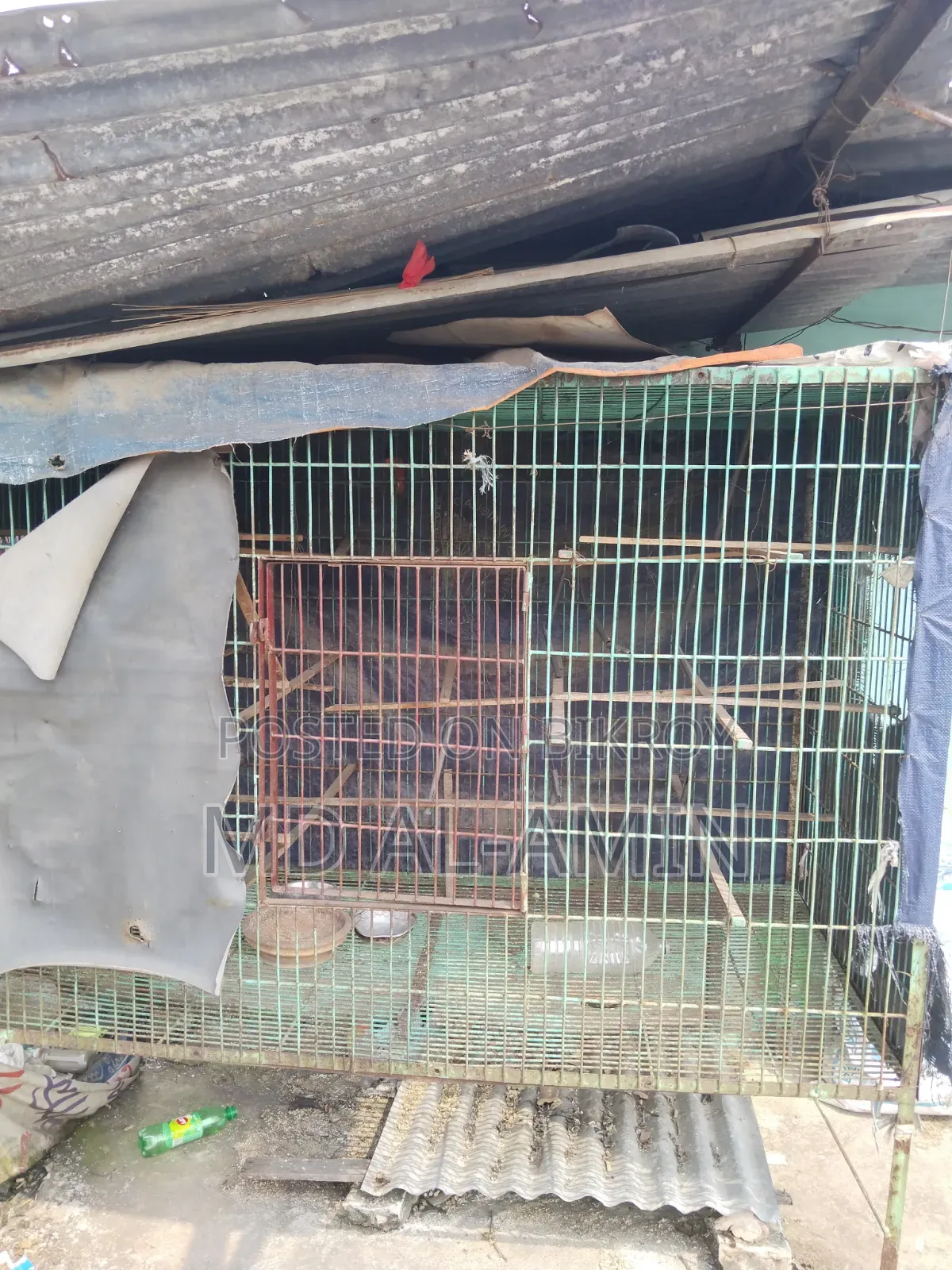 Old pigeon cage