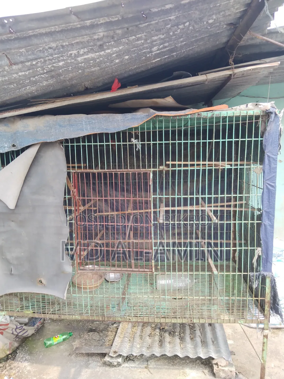 Old pigeon cage