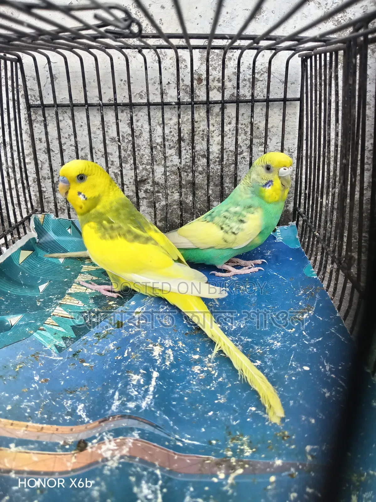 A pair of running, egg-laying pied budgie birds for sale.