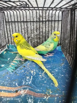 A pair of running, egg-laying pied budgie birds for sale.