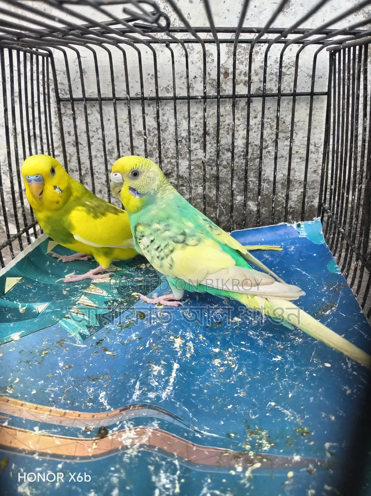 A pair of running, egg-laying pied budgie birds for sale.