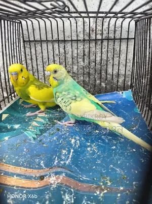 A pair of running, egg-laying pied budgie birds for sale.