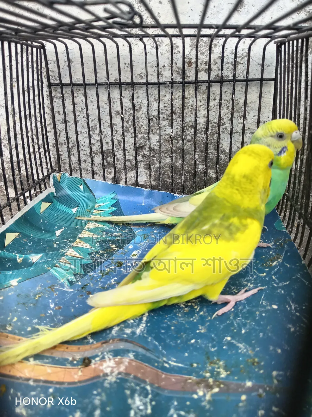 A pair of running, egg-laying pied budgie birds for sale.