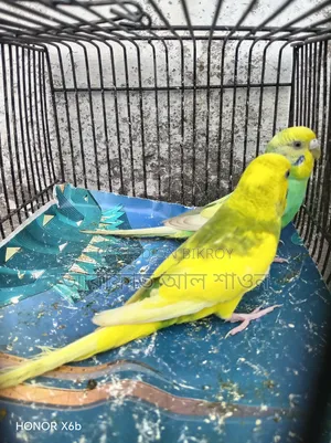 A pair of running, egg-laying pied budgie birds for sale.